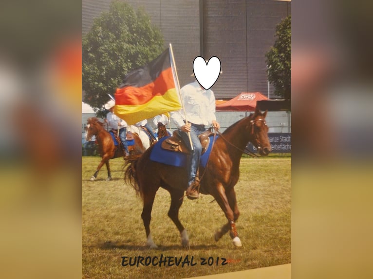 Quarter horse américain Jument 23 Ans 145 cm Palomino in Ilsfeld