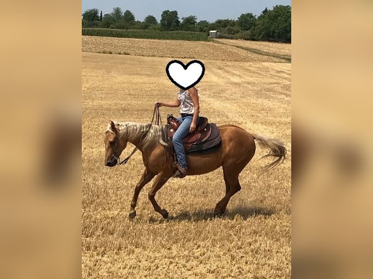 Quarter horse américain Jument 23 Ans 145 cm Palomino in Ilsfeld