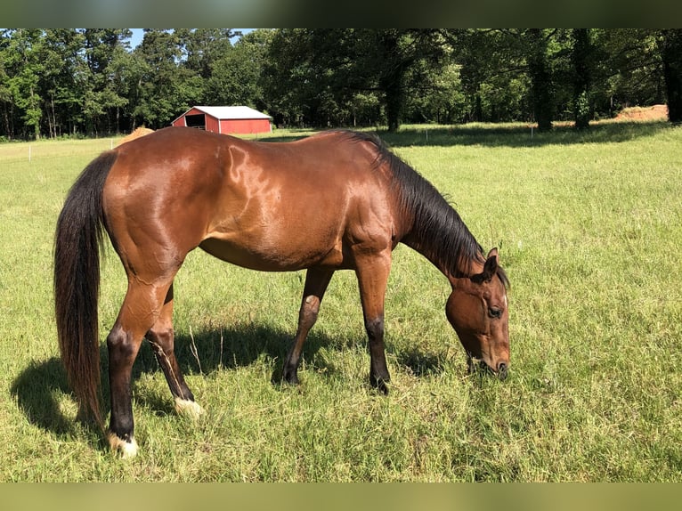 Quarter horse américain Jument 25 Ans 152 cm Bai brun in Fouke, Arkansas