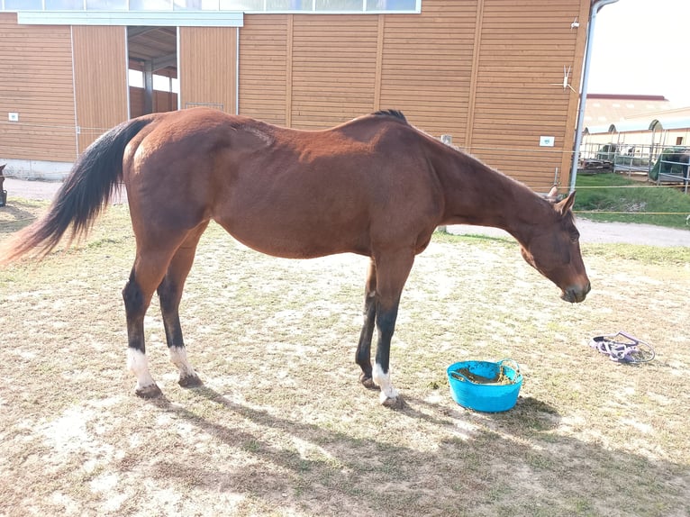 Quarter horse américain Jument 28 Ans 154 cm Bai in Oesdorf