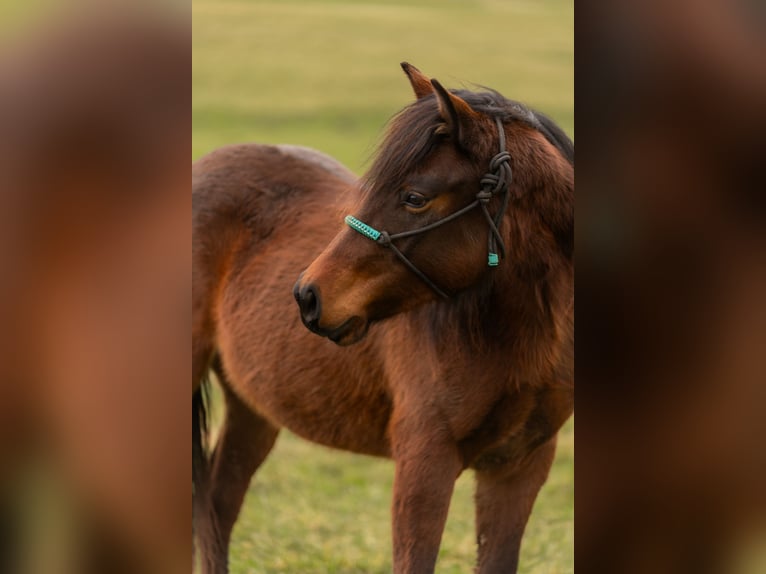 Quarter horse américain Jument 2 Ans 140 cm Bai in Oberthal