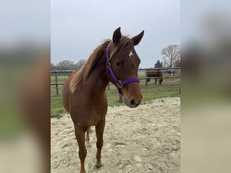 Quarter horse américain Jument 2 Ans 142 cm Alezan brûlé in Delmenhorst