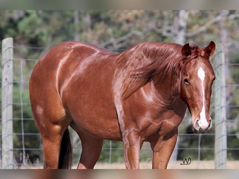 Quarter horse américain Jument 2 Ans 142 cm Alezan cuivré in Lufkin, TX