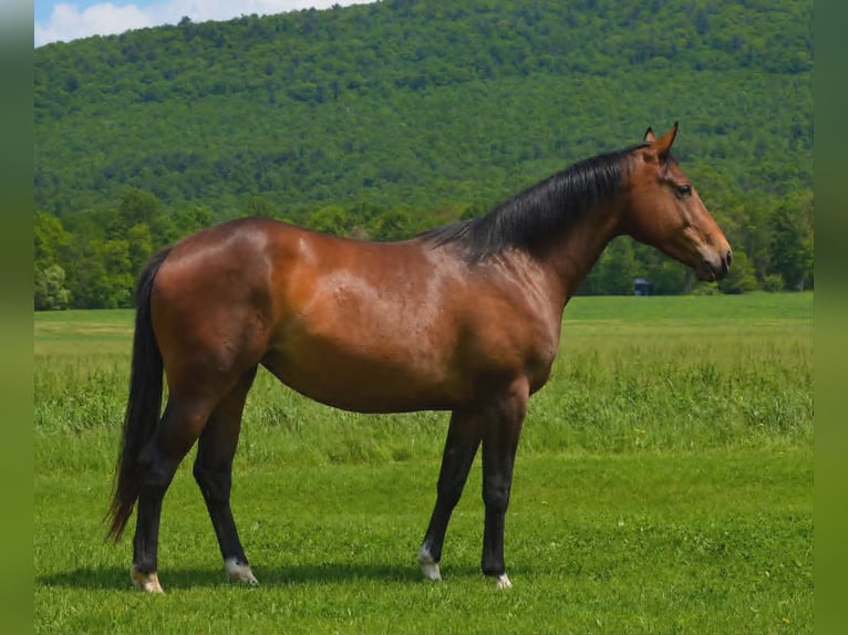 Quarter horse américain Jument 2 Ans 142 cm Bai cerise in Hustontown