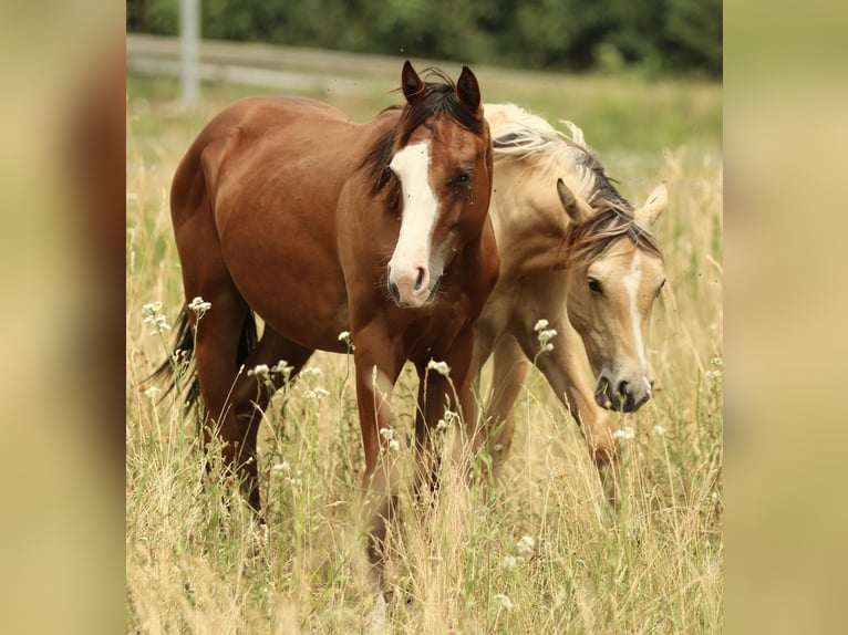Quarter horse américain Jument 2 Ans 142 cm Bai in Waldshut-Tiengen