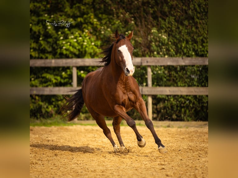 Quarter horse américain Jument 2 Ans 142 cm Bai in Waldshut-Tiengen