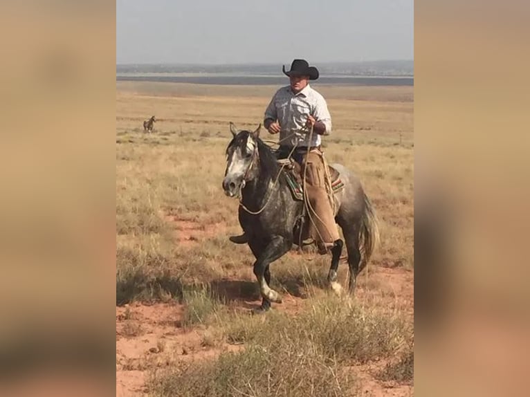 Quarter horse américain Jument 2 Ans 142 cm Gris in Chambers