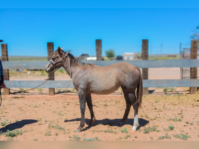 Quarter horse américain Jument 2 Ans 142 cm Gris in Chambers