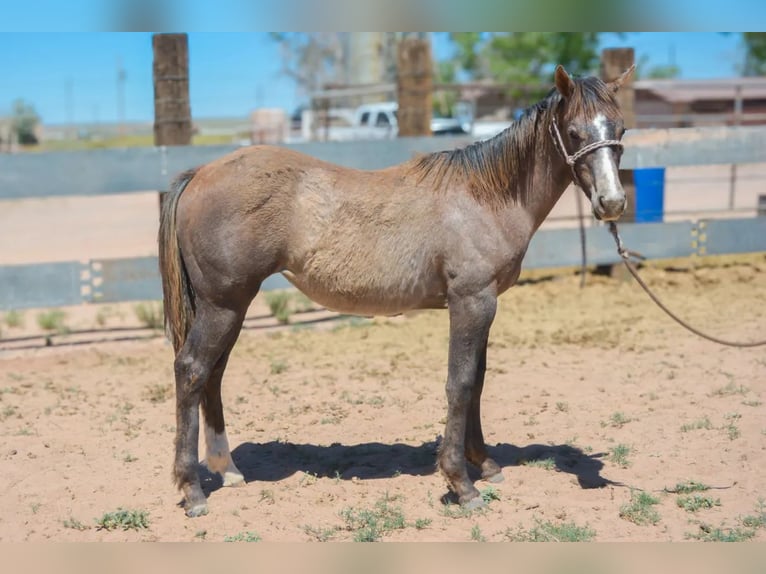 Quarter horse américain Jument 2 Ans 142 cm Gris in Chambers