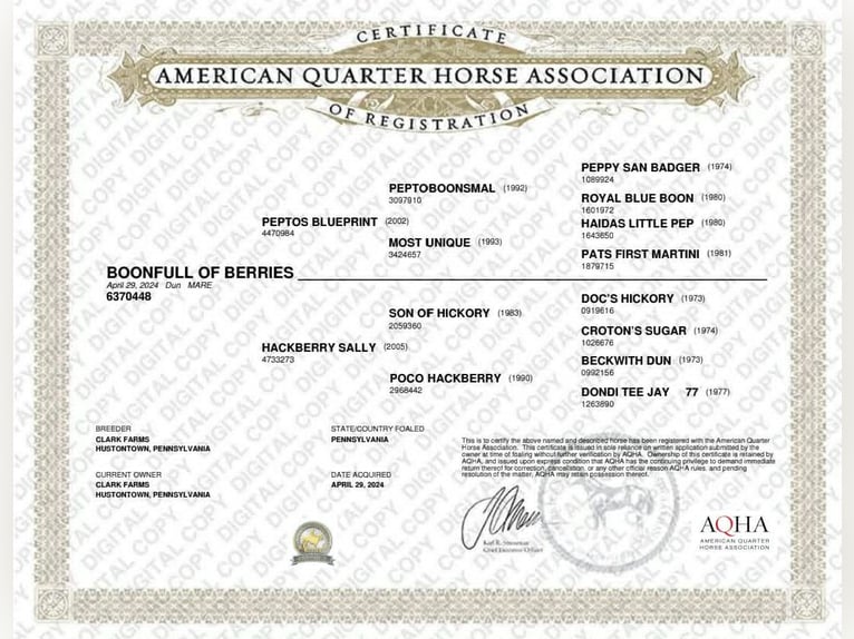 Quarter horse américain Jument 2 Ans 142 cm Isabelle in Hustontown