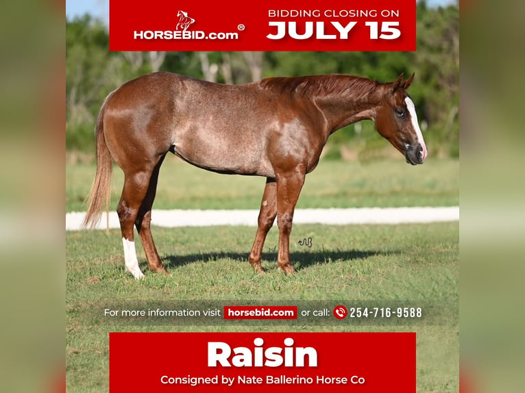 Quarter horse américain Jument 2 Ans 142 cm Rouan Rouge in Waco, TX