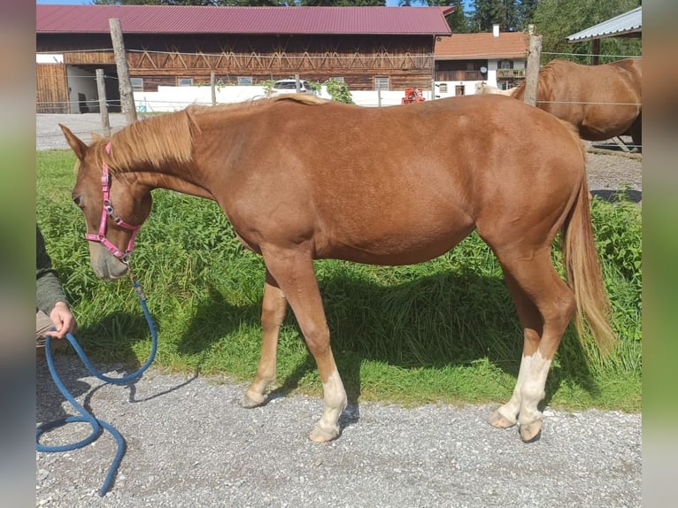 Quarter horse américain Jument 2 Ans 143 cm Alezan in Bad Kohlgrub