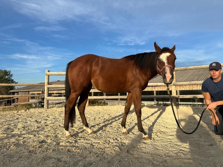 Quarter horse américain Jument 2 Ans 143 cm Bai in Bad Vöslau