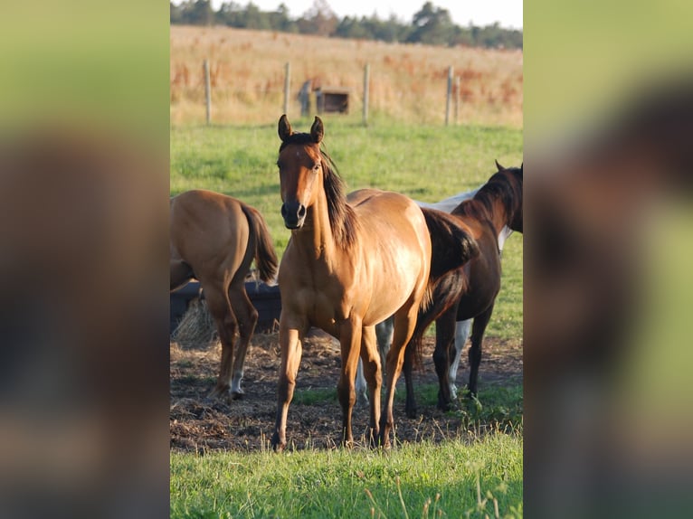 Quarter horse américain Jument 2 Ans 143 cm Isabelle in Marlowarlow