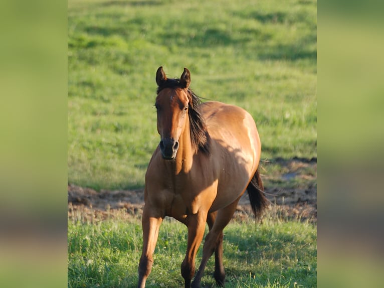 Quarter horse américain Jument 2 Ans 143 cm Isabelle in Marlowarlow