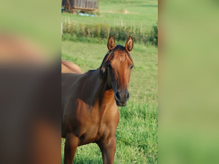 Quarter horse américain Jument 2 Ans 143 cm Isabelle in Marlowarlow