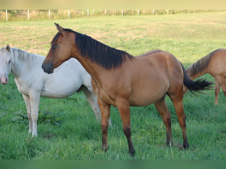 Quarter horse américain Jument 2 Ans 143 cm Isabelle in Marlowarlow