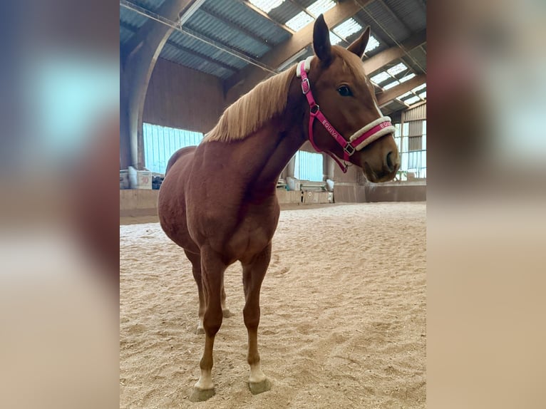 Quarter horse américain Jument 2 Ans 145 cm Alezan in Sipbachzell