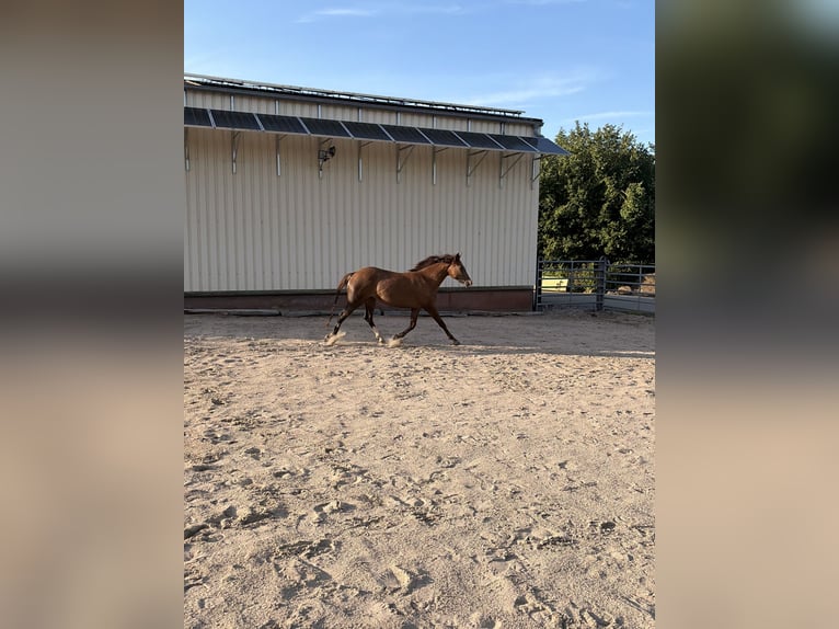 Quarter horse américain Croisé Jument 2 Ans 145 cm Bai in Weingarten