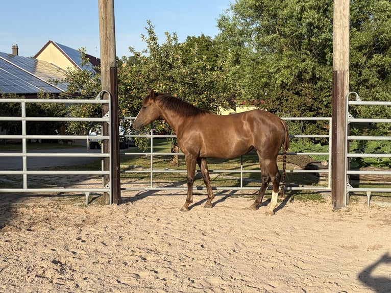 Quarter horse américain Croisé Jument 2 Ans 145 cm Bai in Weingarten