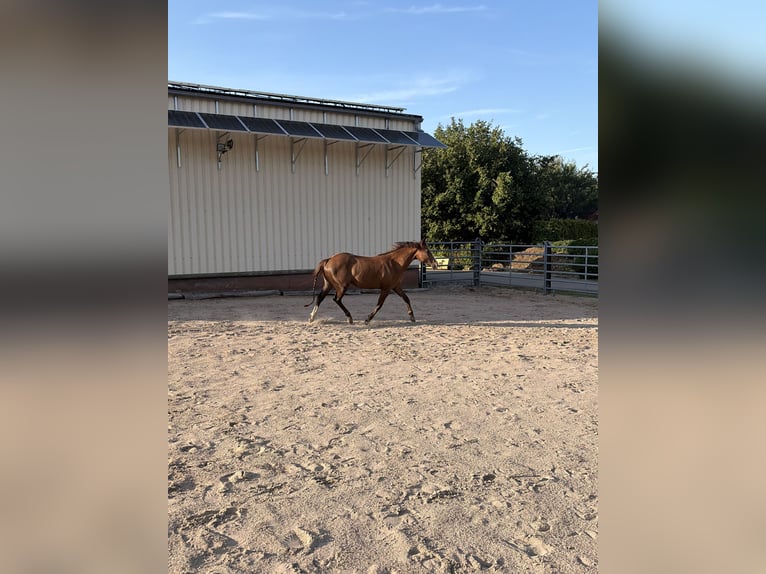 Quarter horse américain Croisé Jument 2 Ans 145 cm Bai in Weingarten