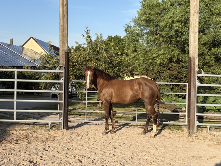 Quarter horse américain Croisé Jument 2 Ans 145 cm Bai in Weingarten