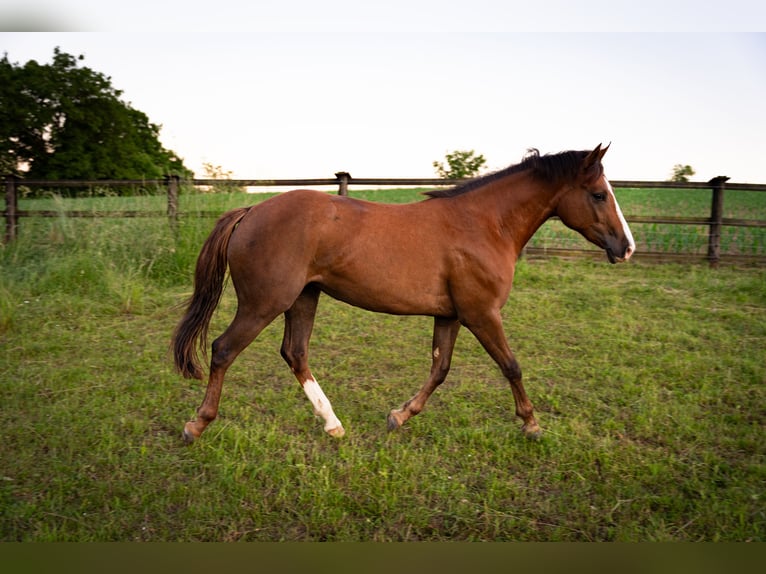 Quarter horse américain Croisé Jument 2 Ans 145 cm Bai in Weingarten