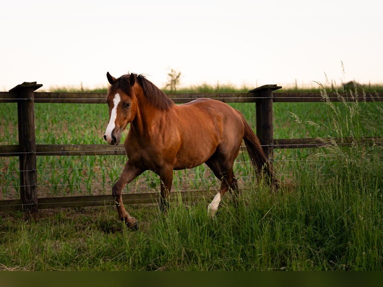 Quarter horse américain Croisé Jument 2 Ans 145 cm Bai in Weingarten