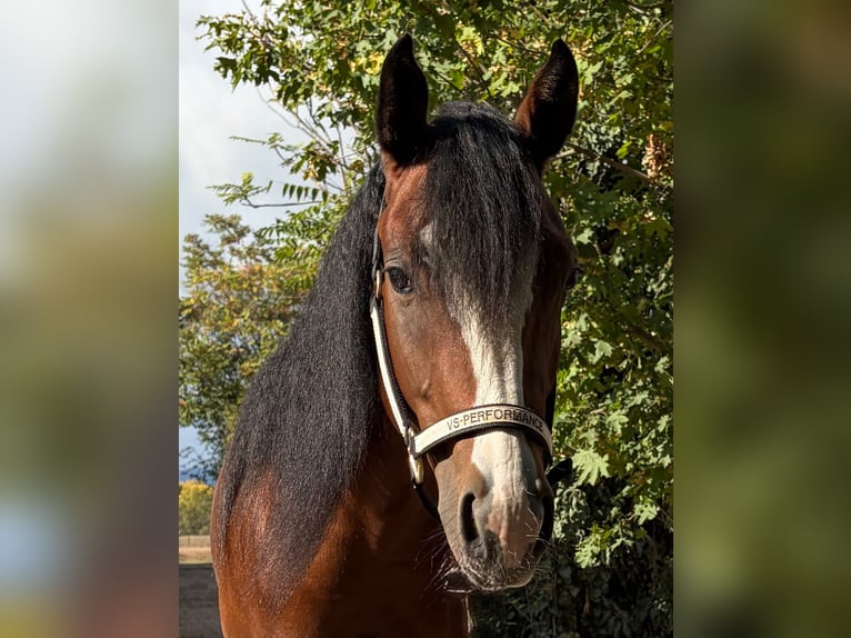 Quarter horse américain Jument 2 Ans 145 cm Bai in Ottnang am Hausruck
