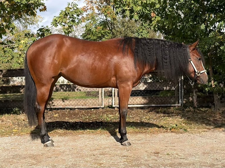 Quarter horse américain Jument 2 Ans 145 cm Bai in Ottnang am Hausruck