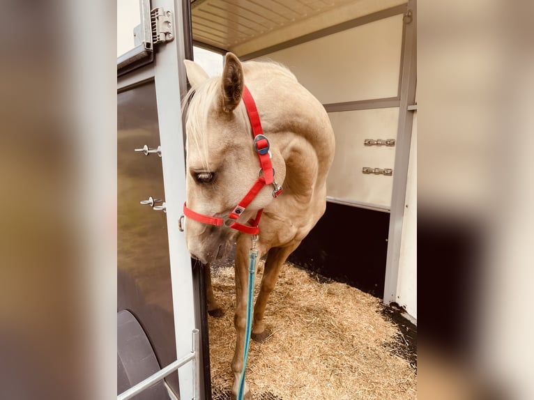 Quarter horse américain Jument 2 Ans 145 cm Isabelle in Meckenbeuren