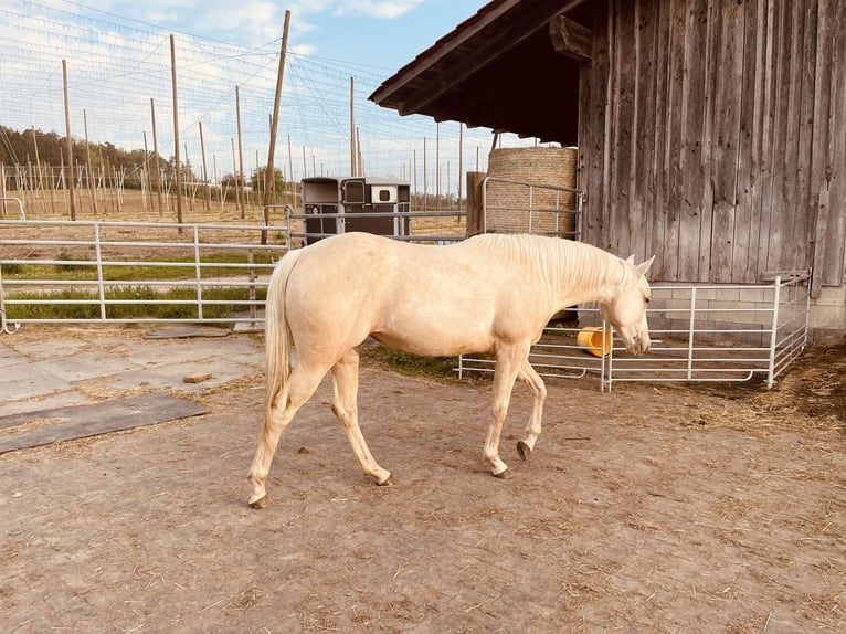 Quarter horse américain Jument 2 Ans 145 cm Isabelle in Meckenbeuren