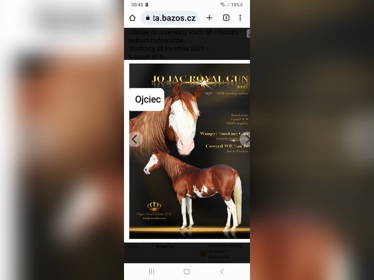 Quarter horse américain Jument 2 Ans 146 cm Alezan in Branno