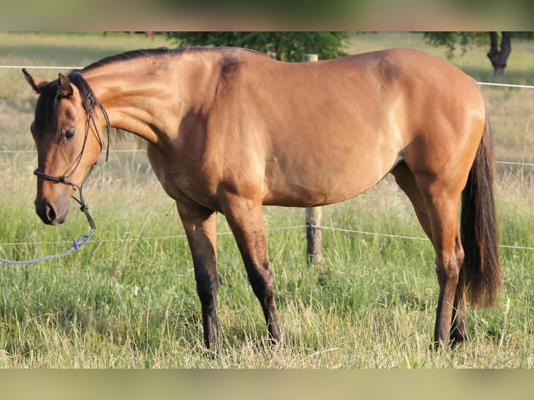 Quarter horse américain Jument 2 Ans 146 cm Isabelle in Beltheim
