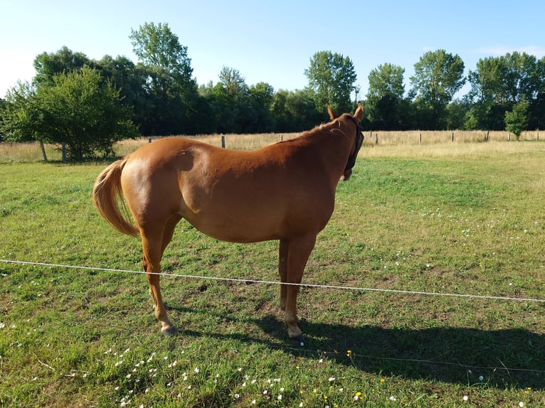 Quarter horse américain Jument 2 Ans 147 cm Alezan in Demmin