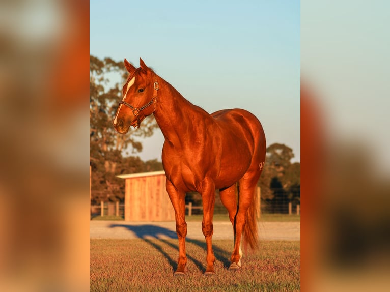 Quarter horse américain Jument 2 Ans 147 cm Alezan cuivré in Grand Bay