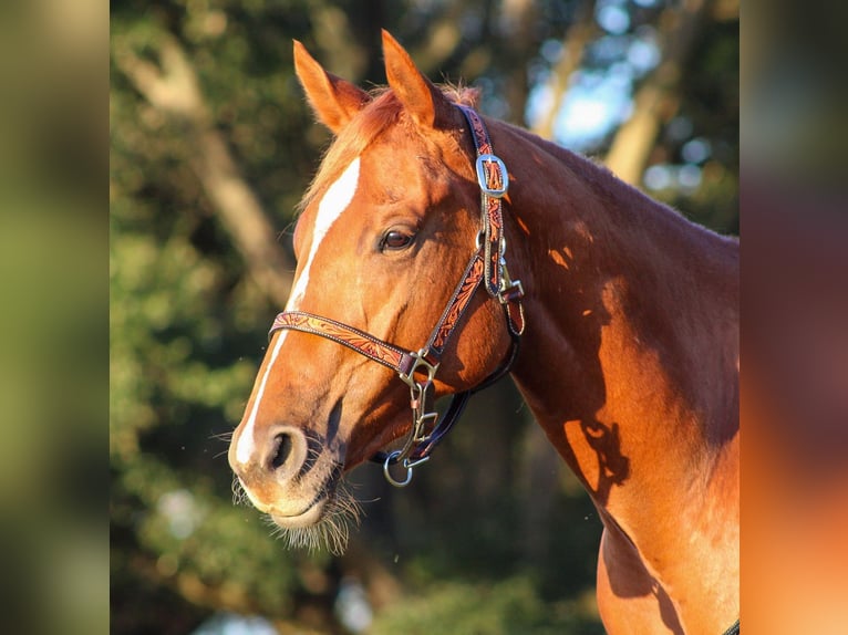 Quarter horse américain Jument 2 Ans 147 cm Alezan cuivré in Grand Bay