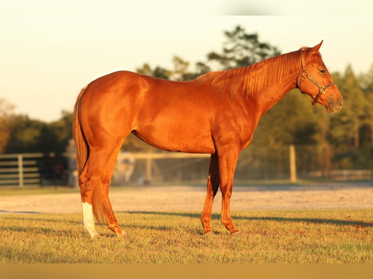 Quarter horse américain Jument 2 Ans 147 cm Alezan cuivré in Grand Bay