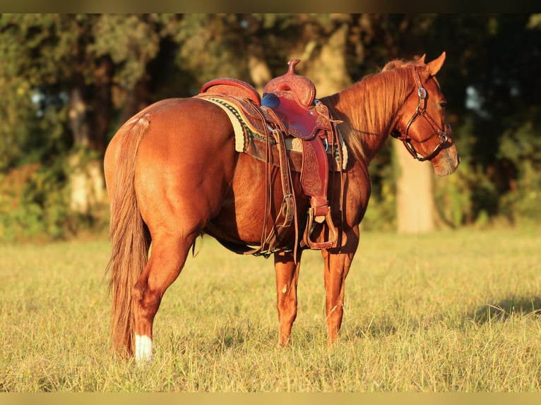 Quarter horse américain Jument 2 Ans 147 cm Alezan cuivré in Grand Bay