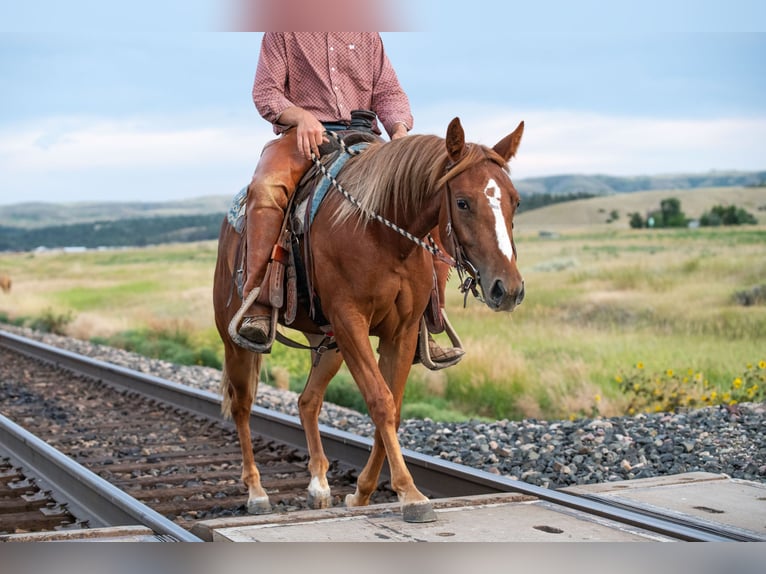 Quarter horse américain Jument 2 Ans 147 cm Alezan cuivré in Greycliff