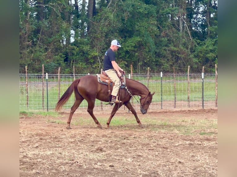 Quarter horse américain Jument 2 Ans 147 cm Alezan cuivré in Bloomburg, TX