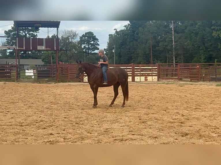 Quarter horse américain Jument 2 Ans 147 cm Alezan cuivré in Bloomburg, TX