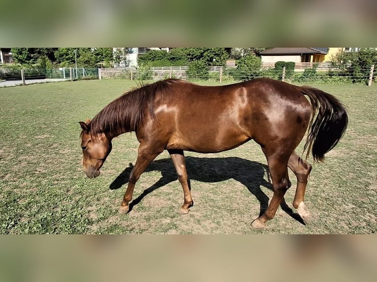 Quarter horse américain Jument 2 Ans 147 cm Bai brun in Steinach am Brenner