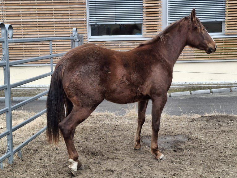 Quarter horse américain Jument 2 Ans 147 cm Bai brun in Steinach am Brenner