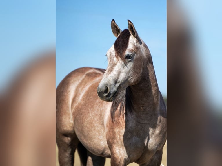 Quarter horse américain Jument 2 Ans 147 cm Gris in De Kalb