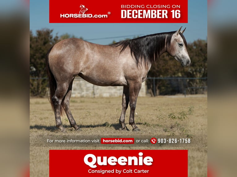 Quarter horse américain Jument 2 Ans 147 cm Gris in De Kalb