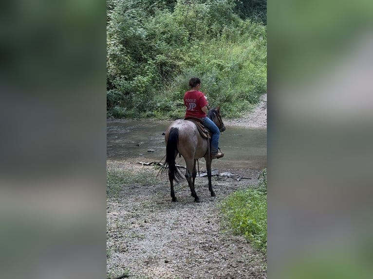 Quarter horse américain Jument 2 Ans 147 cm Roan-Bay in Princeville