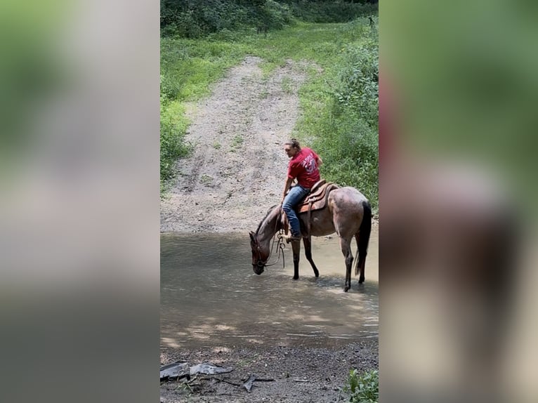 Quarter horse américain Jument 2 Ans 147 cm Roan-Bay in Princeville