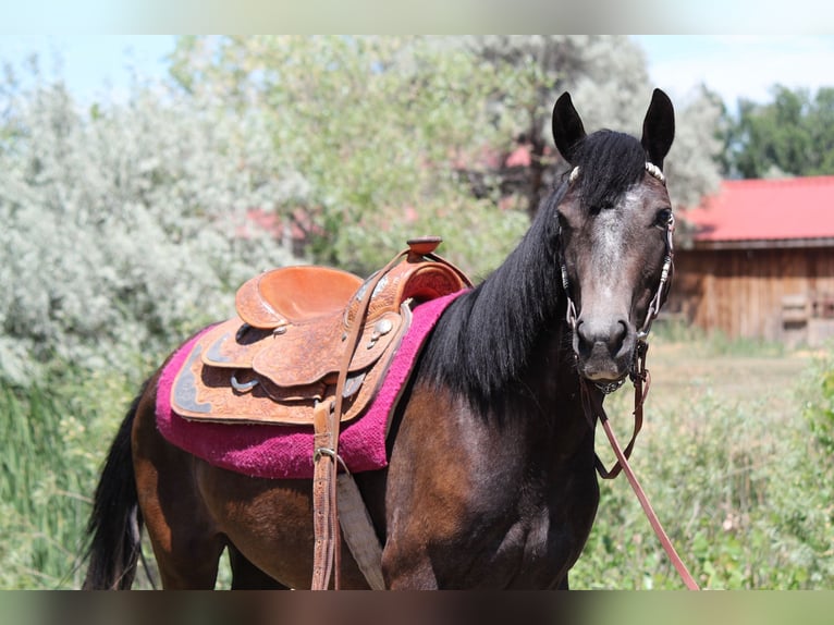 Quarter horse américain Jument 2 Ans 147 cm Roan-Bay in Fort Collins
