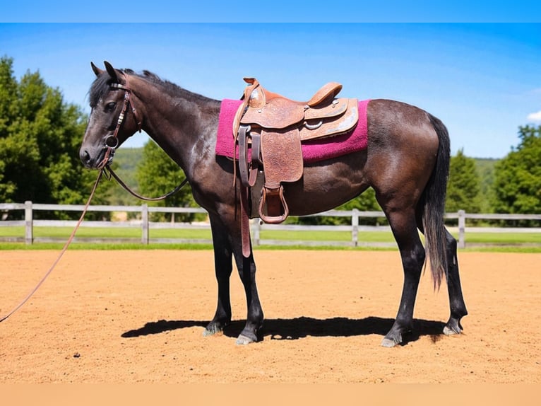 Quarter horse américain Jument 2 Ans 147 cm Roan-Bay in Fort Collins